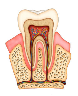 root canal tooth diagram